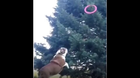 Funny animals behaviors