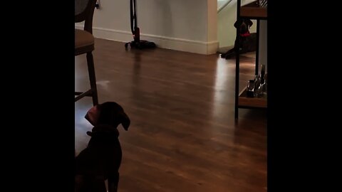 There is a stranger in my house. #GSP dogs of our family