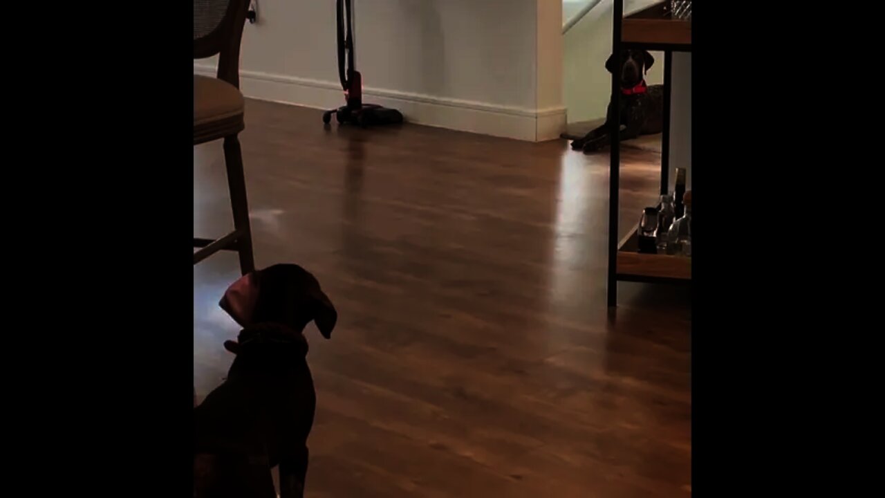 There is a stranger in my house. #GSP dogs of our family