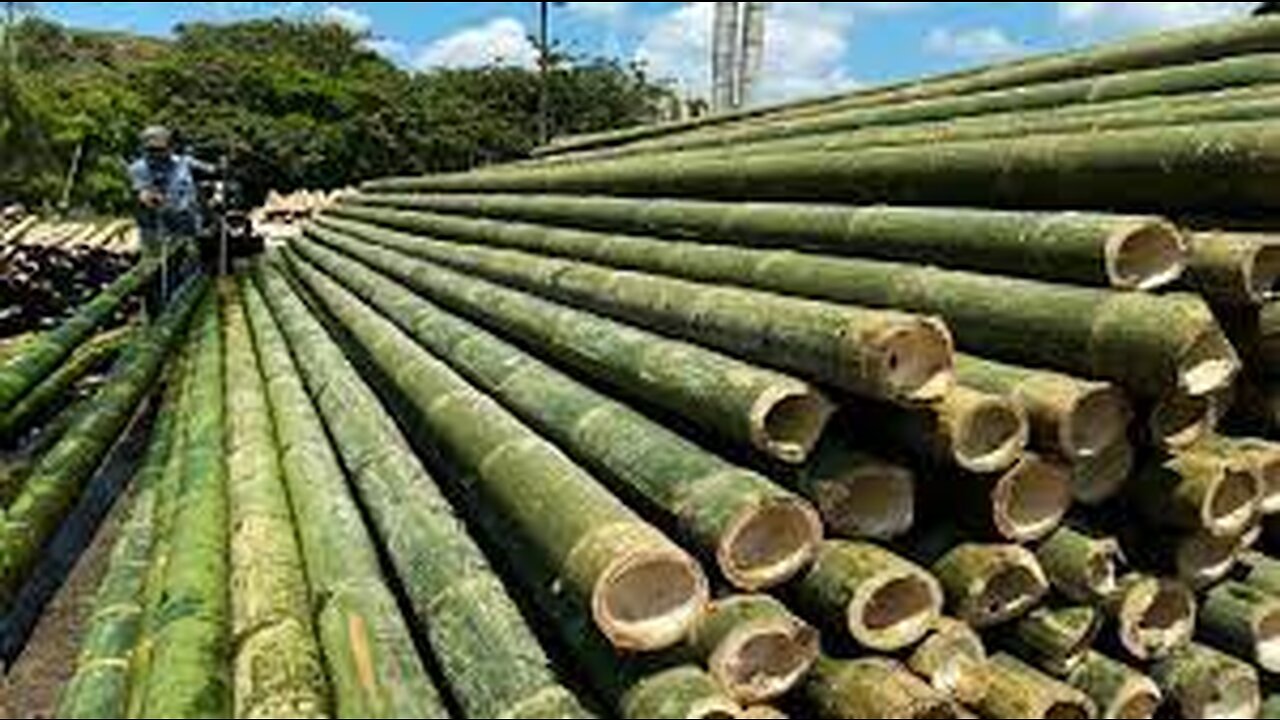 Amazing Bamboo Farming Techniques - Bamboo Product Processing in Factory - Bamboo Harvest Machine