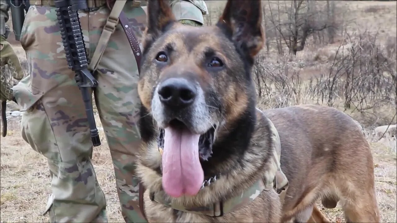 Military Working Dogs Aviation Training