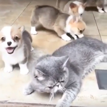 Peaceful kitty and invasion of Corgi puppies
