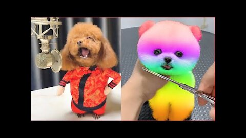 Tik Tok Chó Phốc Sóc Mini 😍 Funny and Cute Pomeranian #78