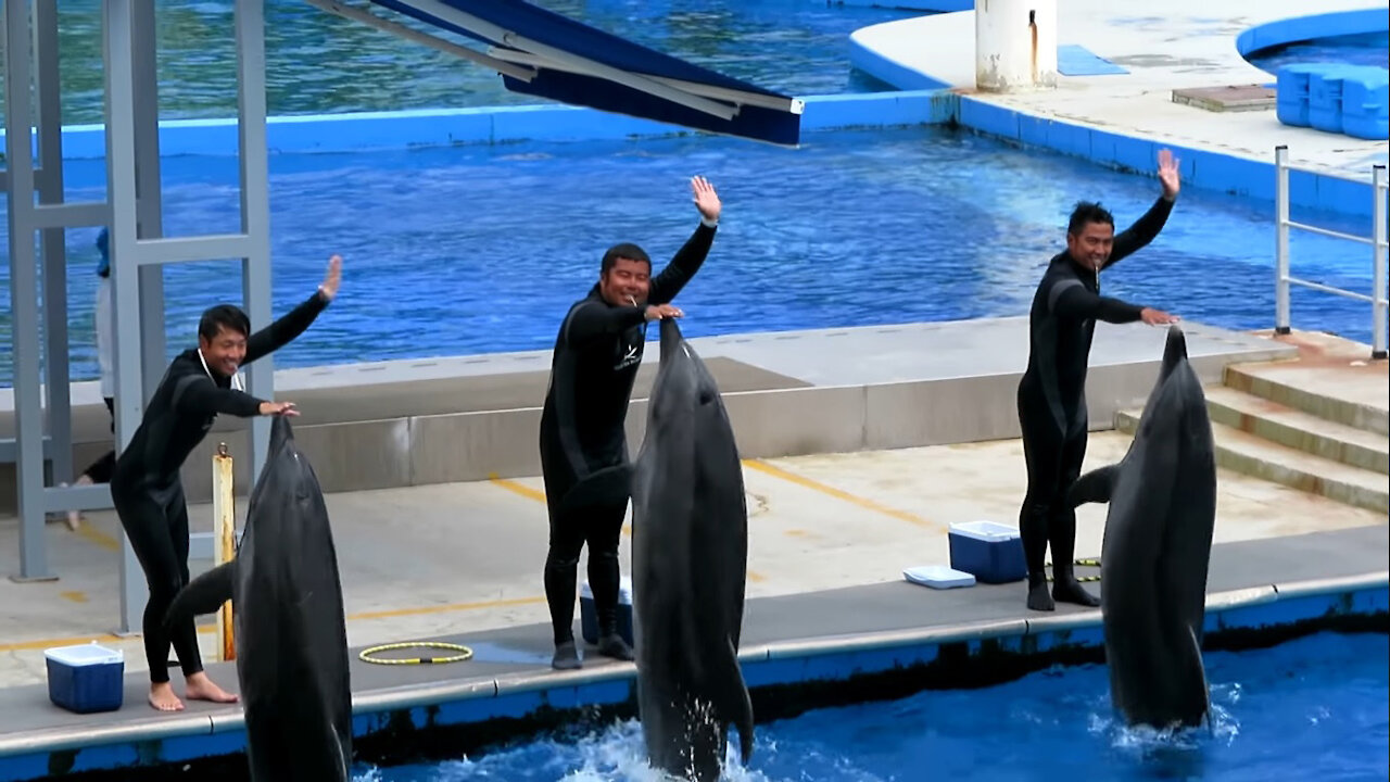 Fantastic Dolphin Show