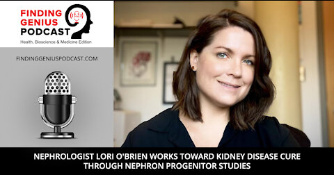 Nephrologist Lori O'Brien Works toward Kidney Disease Cure through Nephron Progenitor Studies