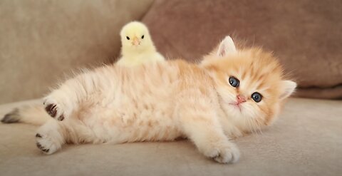 Kittens walk with a tiny chicken