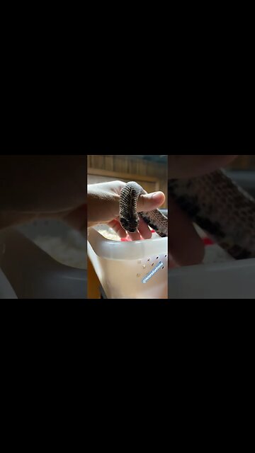 Cinder Likes to Hang Around #hognosesnake #shorts #reptiles