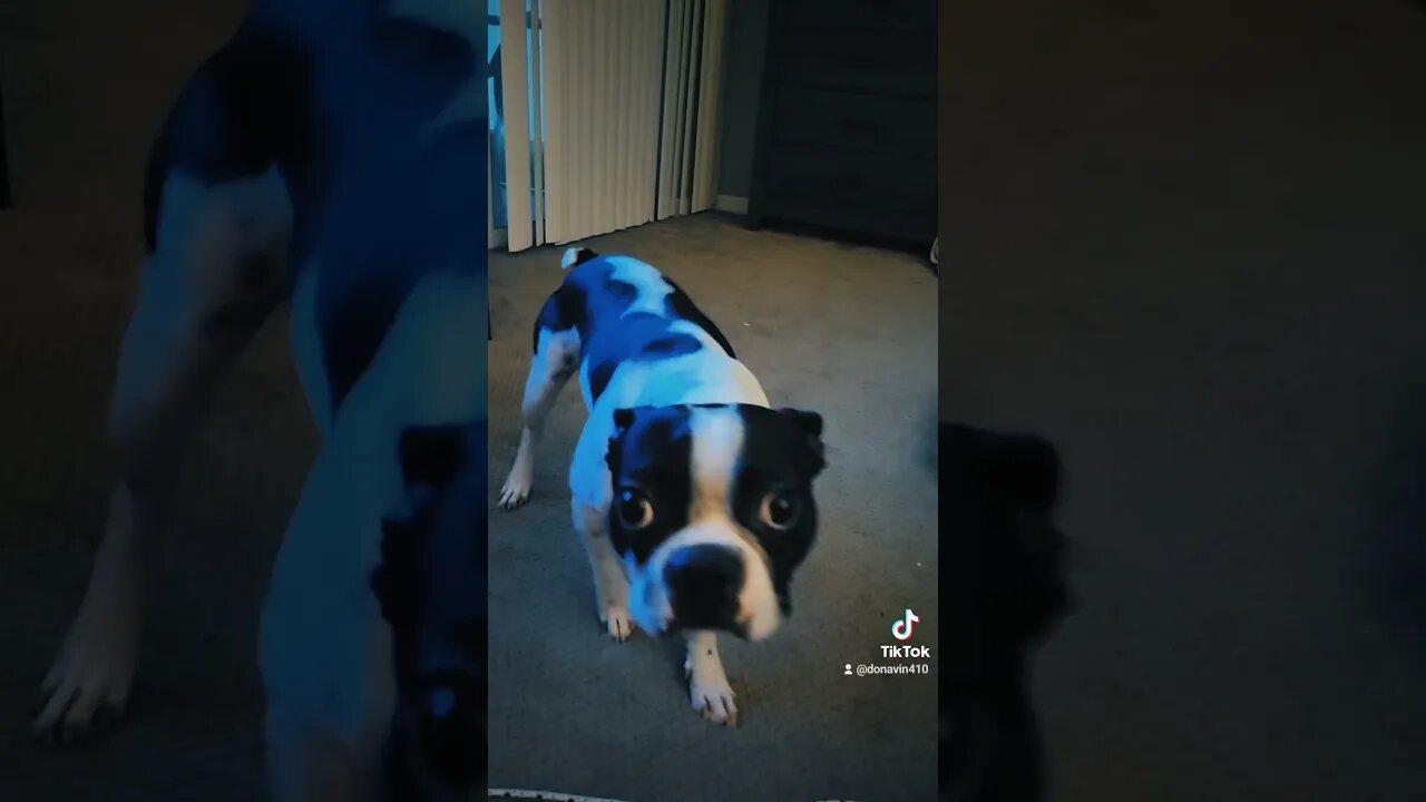 when your Boston Terrier discoverers his Avatar.