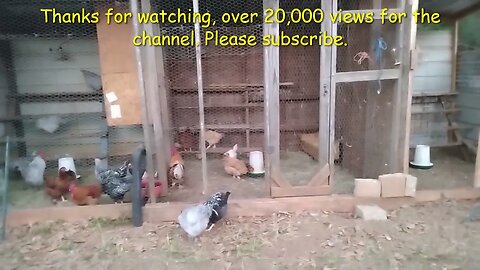 Update on the Chickens