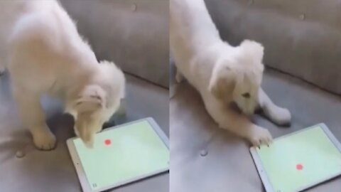 Dog Playing Mobile Games