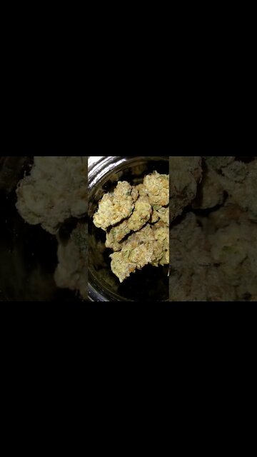 Banana Cake 🎂🎂 by Inhouse Genetics during my first harvest with her. #shorts #420 #growing