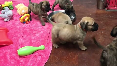 LonelyCreek puppies. Tuffy litter playing in nursery. 12-8-22