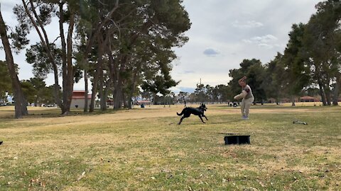 Beauceron Retro