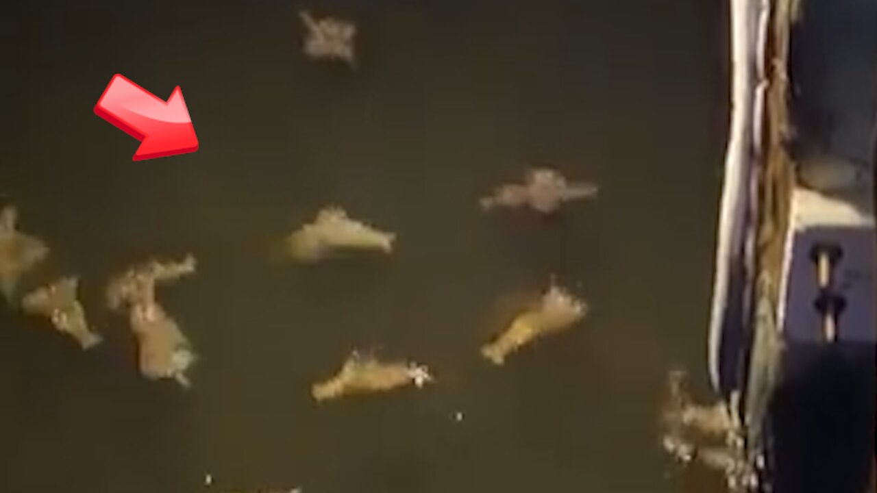 A large number of octopuses in the ocean [Mysterious]