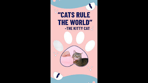 Funny Cats and Kittens Meowing Compilation