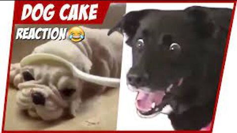 Look at How these Funny Dogs Reaction to Cutting Cake, Try not to laugh: video compilation