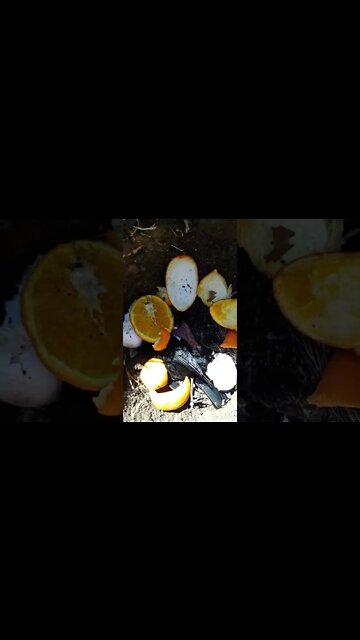 ABSOLUTE ORANGE EGGSHELL GUARANTEE SPELL OF QUANTUM KRACKLE {×'s 3}™©®