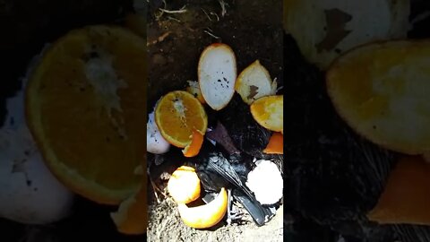 ABSOLUTE ORANGE EGGSHELL GUARANTEE SPELL OF QUANTUM KRACKLE {×'s 3}™©®