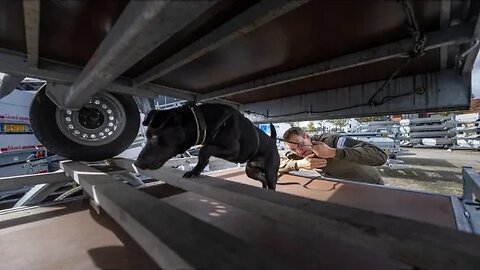 PATTERDALE as SNIFFER DOG for live animals smuggling & animal poachery products Black Fell Terriers