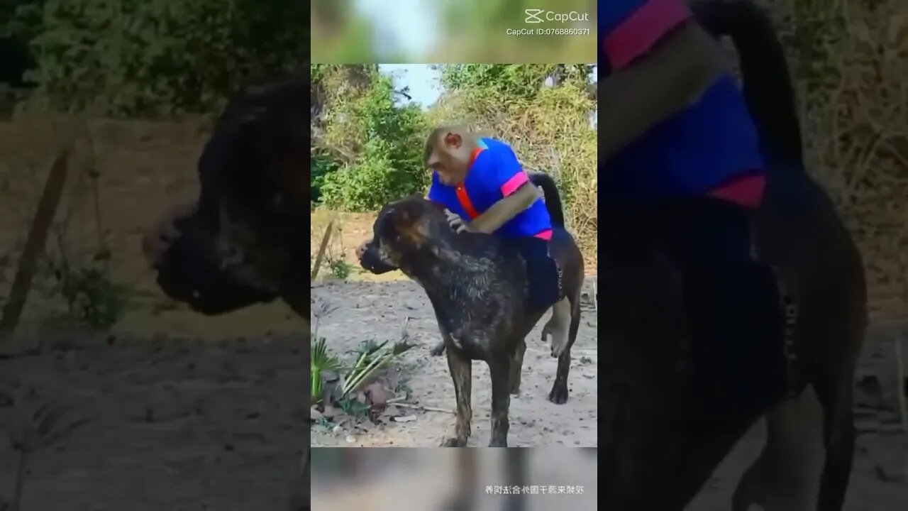 friendly monkey and dog