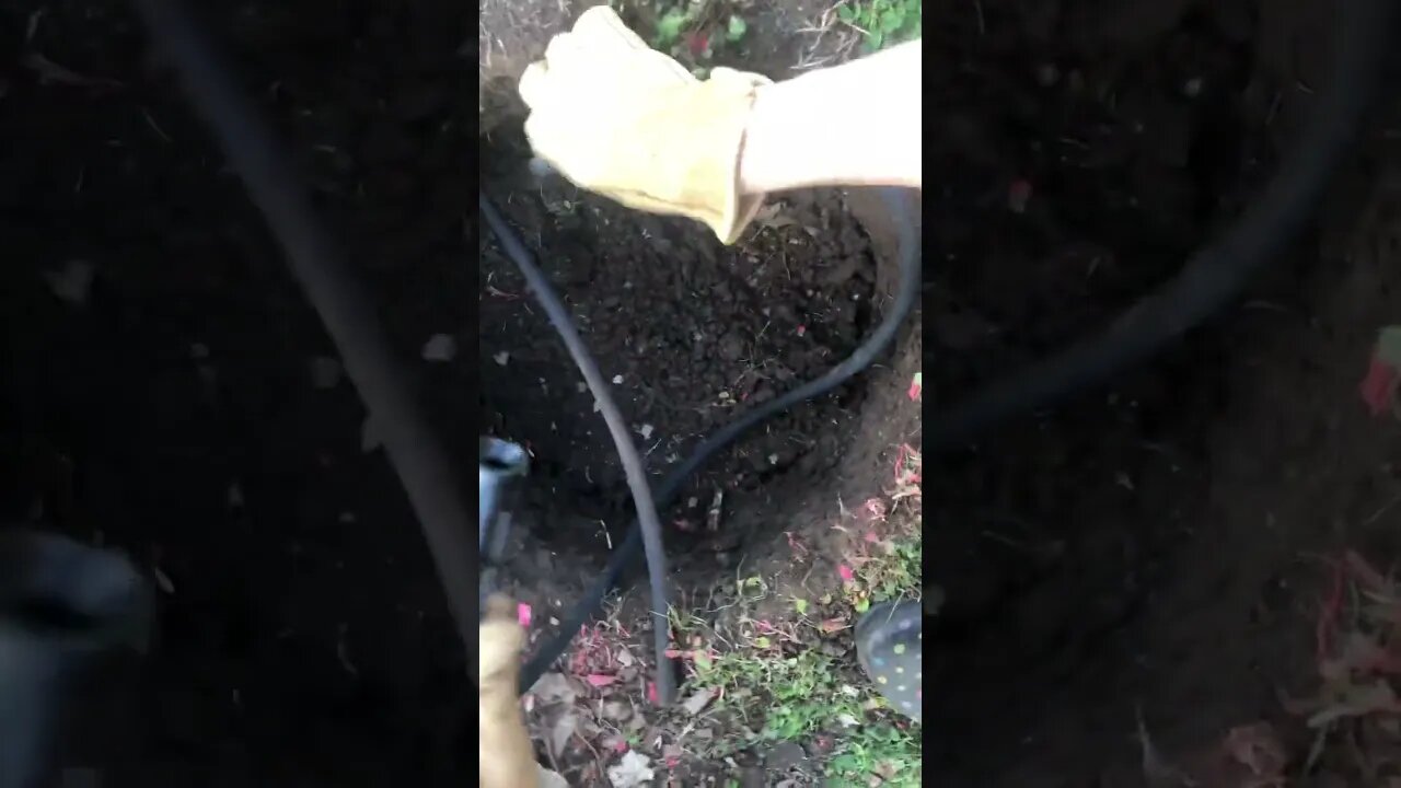 Look! 👀It’s looking wonderful..Drip irrigation for grapes!💧🍇 #shorts #viral #trending #tiktok