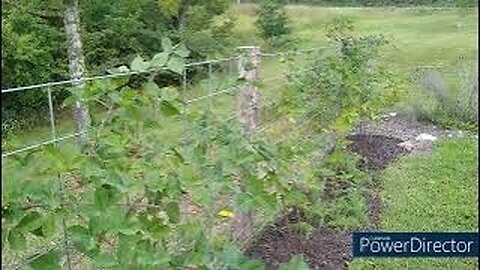 Time to Prune Your Blackberries w/tips