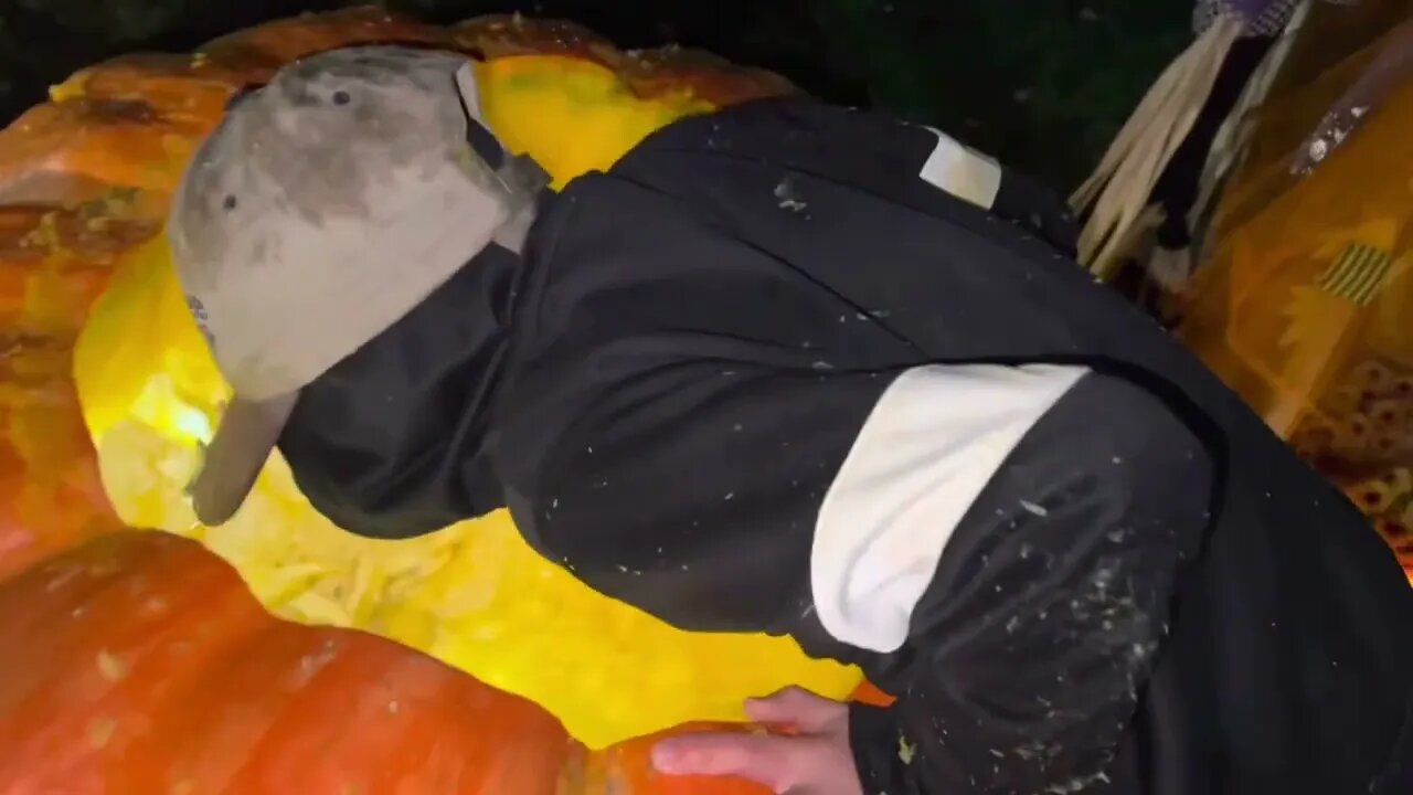 Crawl inside a 1377 lb Pumpkin #harvest #harvesting