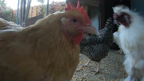 Backyard Chickens In The Coop Sounds Noises Hens Clucking Roosters Crowing Long HD!