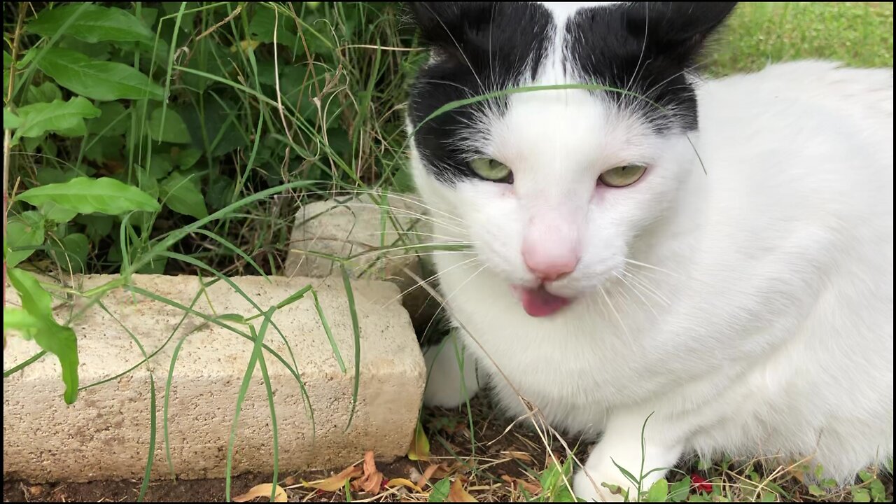 My cat goes nuts eating plants