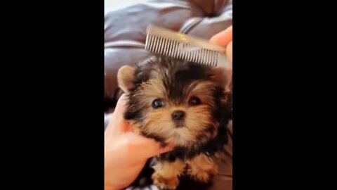 Cute dog | dog lover