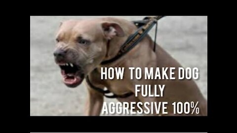 Dog INSTANTLY Becomes FULLY Aggressive With Few Simple Tips