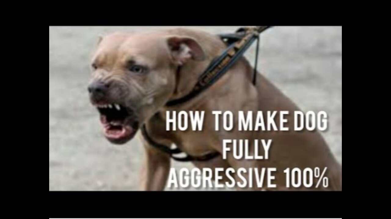 Dog INSTANTLY Becomes FULLY Aggressive With Few Simple Tips