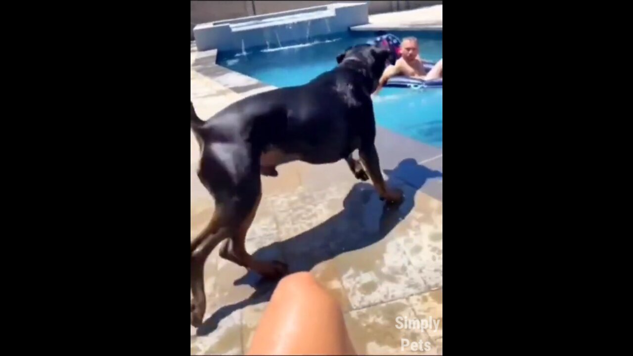 Dog Having Fun in the Swimming pool 🤣🤣 | Dog Funny Video | SimplyPets