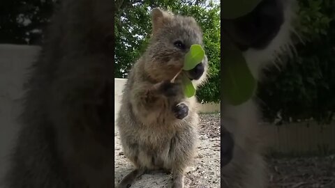 Cute funny Quokka -143