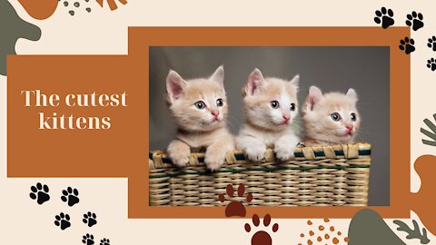The Top 03 Cutest Kittens in the World