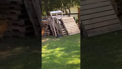 🥺 #shorts #shortsvideo #funny #cute #dog #fyp #chicken