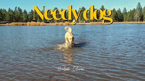 Golden retriever goes swimming chasing after birds and gets covered in a 1,000 burrs No regrets