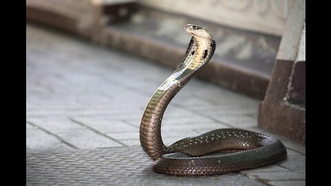 King Cobra Tries To Follow Child..Cctv Camera Footage