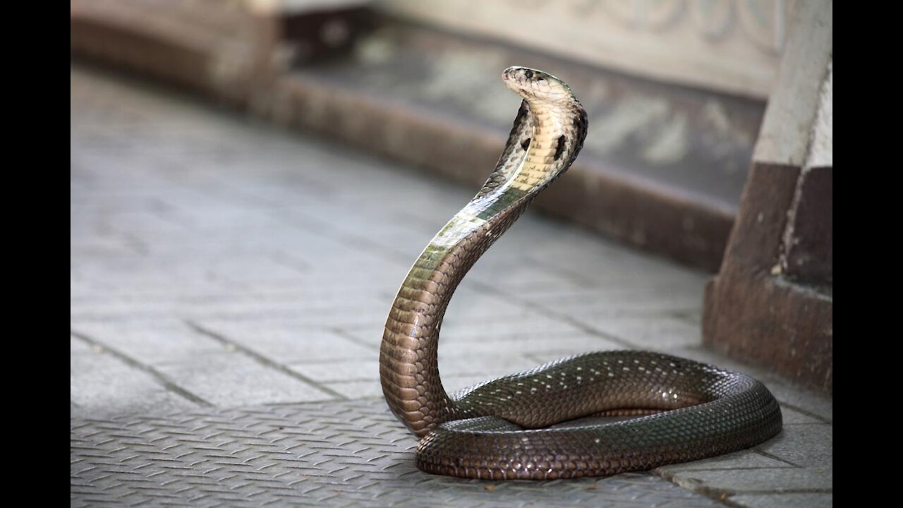 King Cobra Tries To Follow Child..Cctv Camera Footage