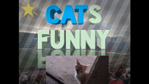 Funny CATS