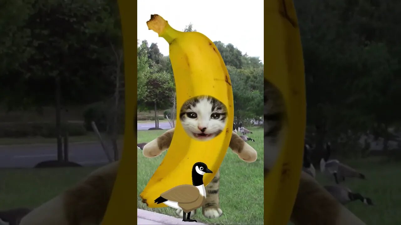 Banana Cat Gets Attacked By A Goose! 🐦