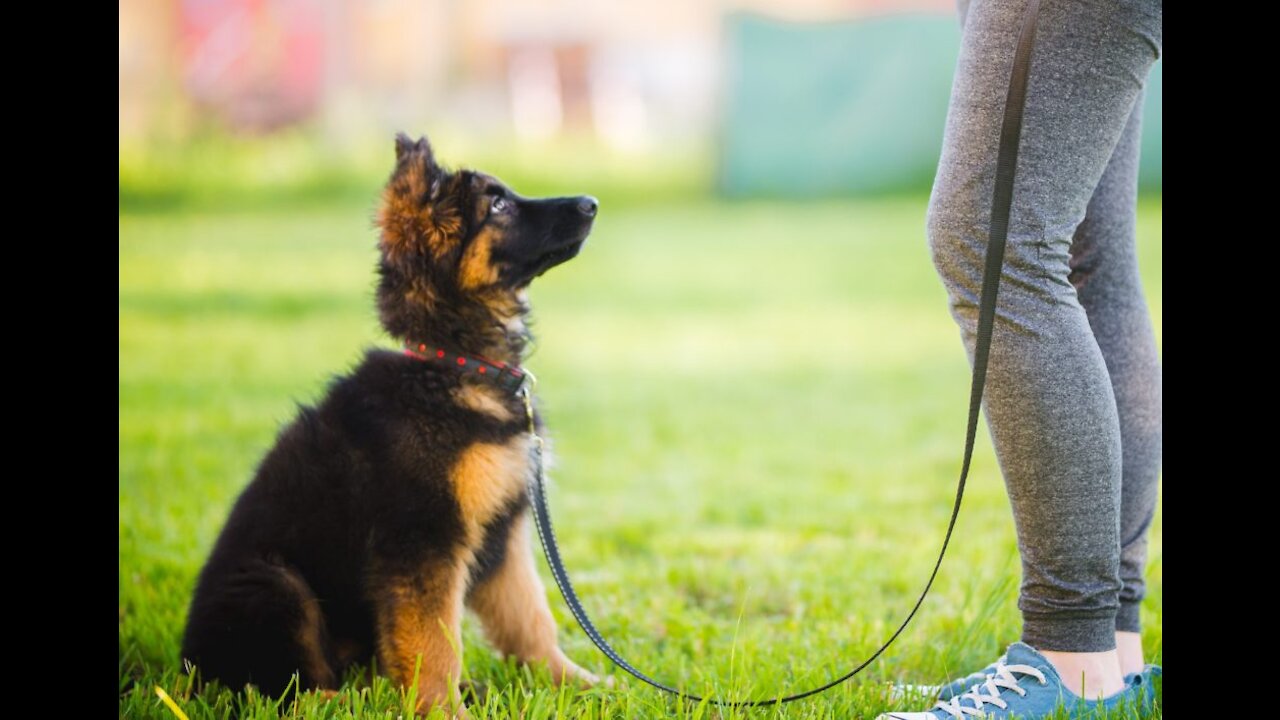 Leash train your dog not to pull And dog training loose lead walking