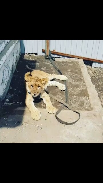 My pet lion
