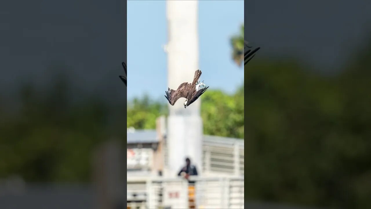 Diving Osprey, Sony A1/Sony Alpha1