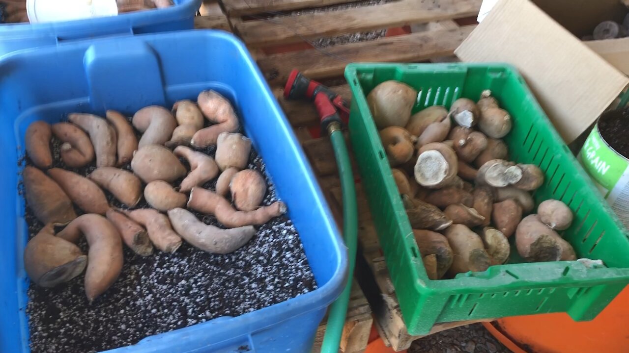 Spring Planting at the Sunfinch Farm