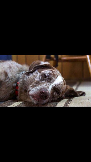 Dog Run and Jump | Dog Save baby Dog video 🦮🔥