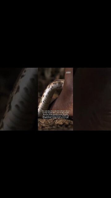 World's Fastest and Most Deadliest Snakes