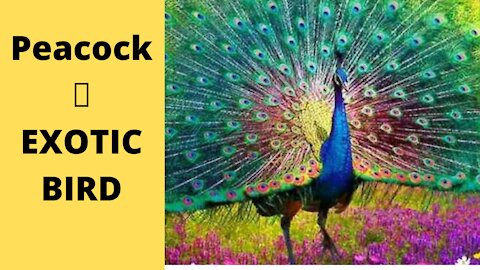 ❤❤❤ Peacock-lovers peacock exotic bird