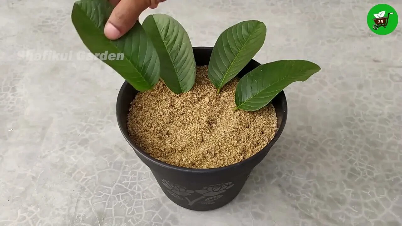 How to grow guava trees from guava leaves