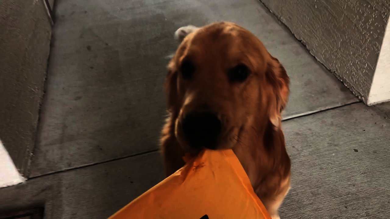 Golden Retriever enthusiastically delivers Amazon package